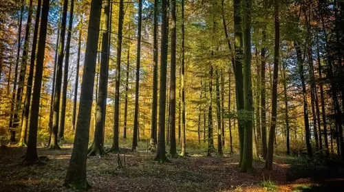 Photo d'illustration de les forêts luxuriante 