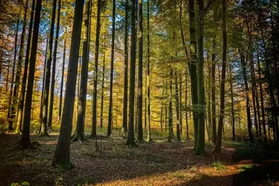 Photo d'illustration de les forêts luxuriante 